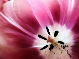 violet flowers macro photo
