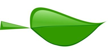 graphic drawing of a leaf