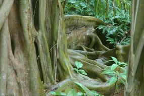 jungle tree roots in Belize