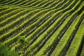 aerial view of vineyard fields