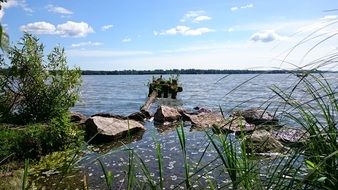 bed of reeds on the water in the lake