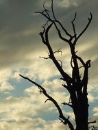 dead plant tree