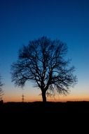 tree silhouette at twilight
