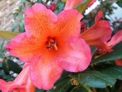 Pink flowering rhododendron