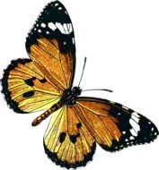 Drawing of butterfly with yellow and black wings