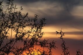 trees at sunset background