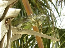 Green lizard sitting on a tree
