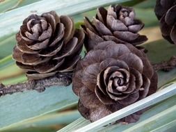 brown cones like roses