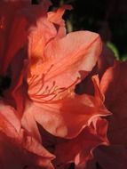 tender pink azalea