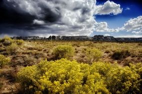 green plants in the desert