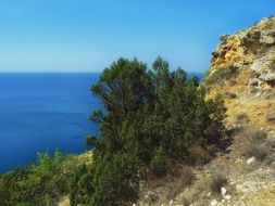 green juniper on the coast of Greece