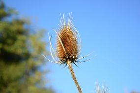 thistle autumn dry blossom sky view