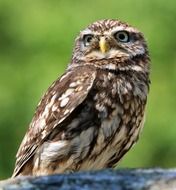 owl bird animal nature little