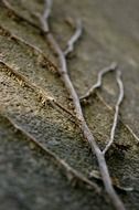 branch on a gray stone