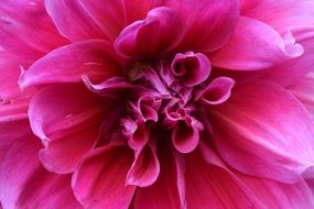 beautiful and delightful garden red fuchsia
