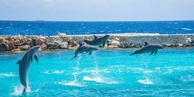 happy jumping dolphins
