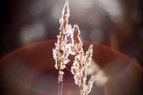 Grass seeds in red glow