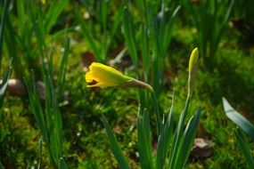 narcissus pseudonarcissus in the green garden