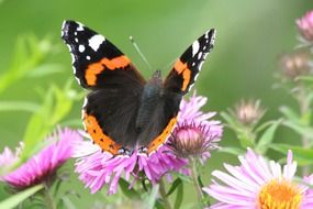 red admiral butterfly on a flowering meadow