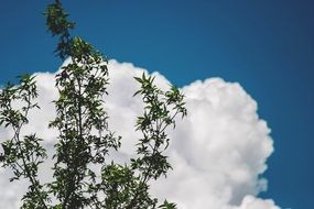 tree branches against a background of clouds