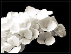 monochrome photo of white hydrangea on a black background