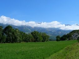 green field near the trees