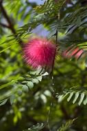 calliandra flower