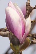 pink magnolia blossom