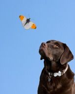 dog and vwonderful butterfly