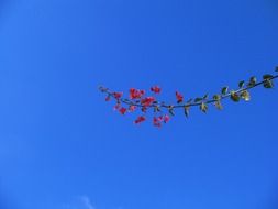 Flowering plants branch against the blue sky