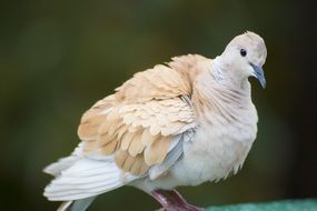 cute pigeon bird