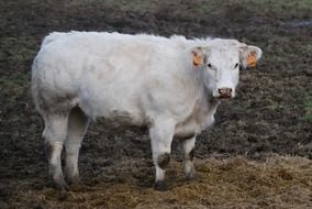 white cattle on pasture, side view