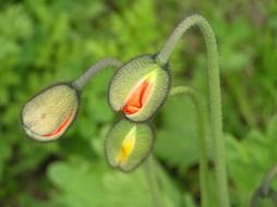 three poppy buds close up