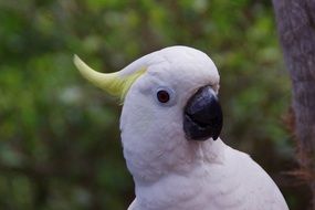 parrot cockatoo bird