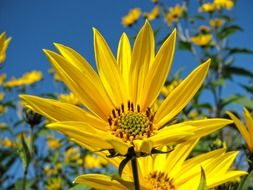Young yellow sunflowers on sunny day