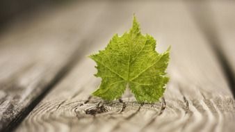small green leaf on the wood