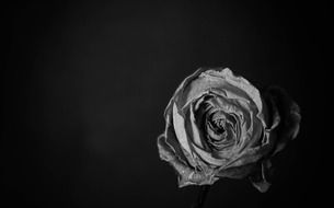 Gray rose on a black background