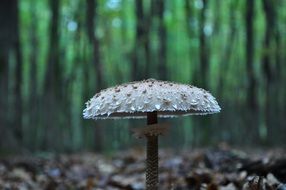 mushroom in the autumn forest