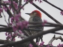red headed woodpecker bird on the tree branch