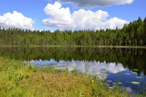 lake near the trees