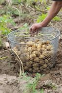 bio potato crop