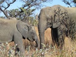 African elephants in the wild