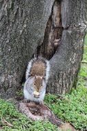 fluffy squirrel is sitting and eating something