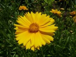 fresh yellow flower