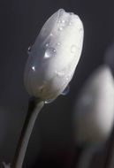 Dew on the white tulip in black and white background close up