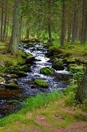 stream with stones in the forest