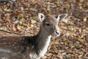 nature animal forest deer