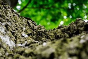 Bark of the wood in the forest