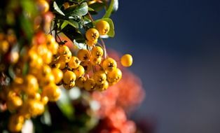 Yellow berries on a bush