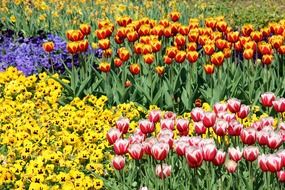 Colorful flowers in spring